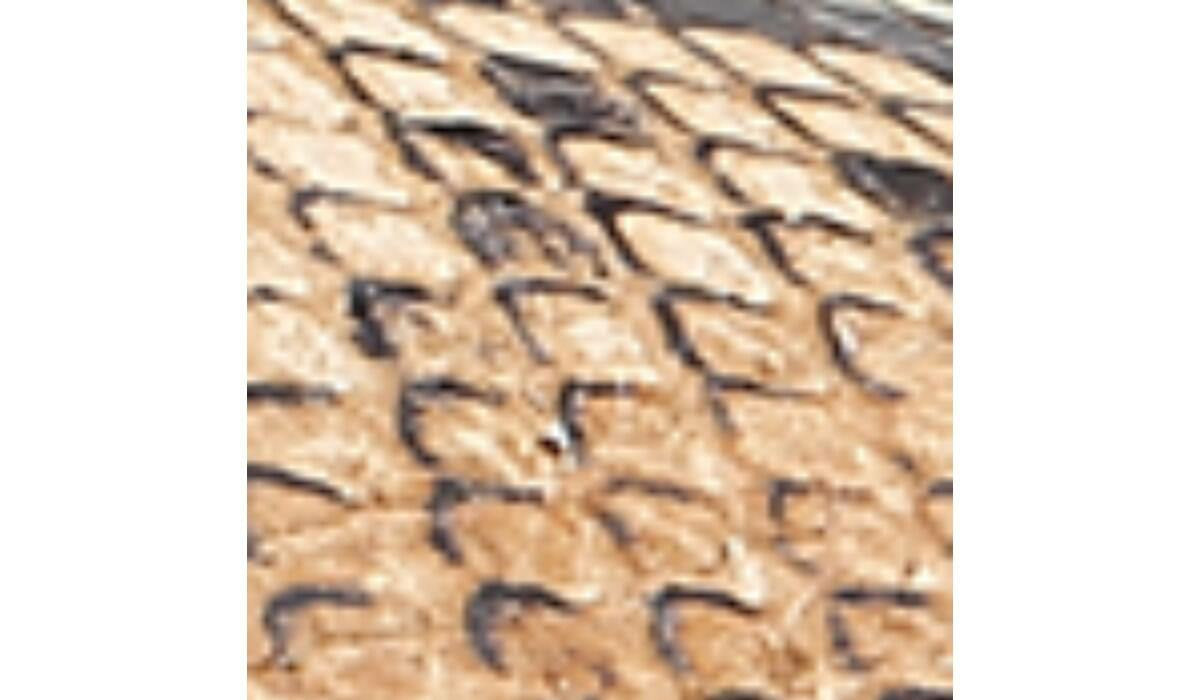 Franco Sarto Sarto Oak Espadrille Sandal Beige Multi Snake Leather